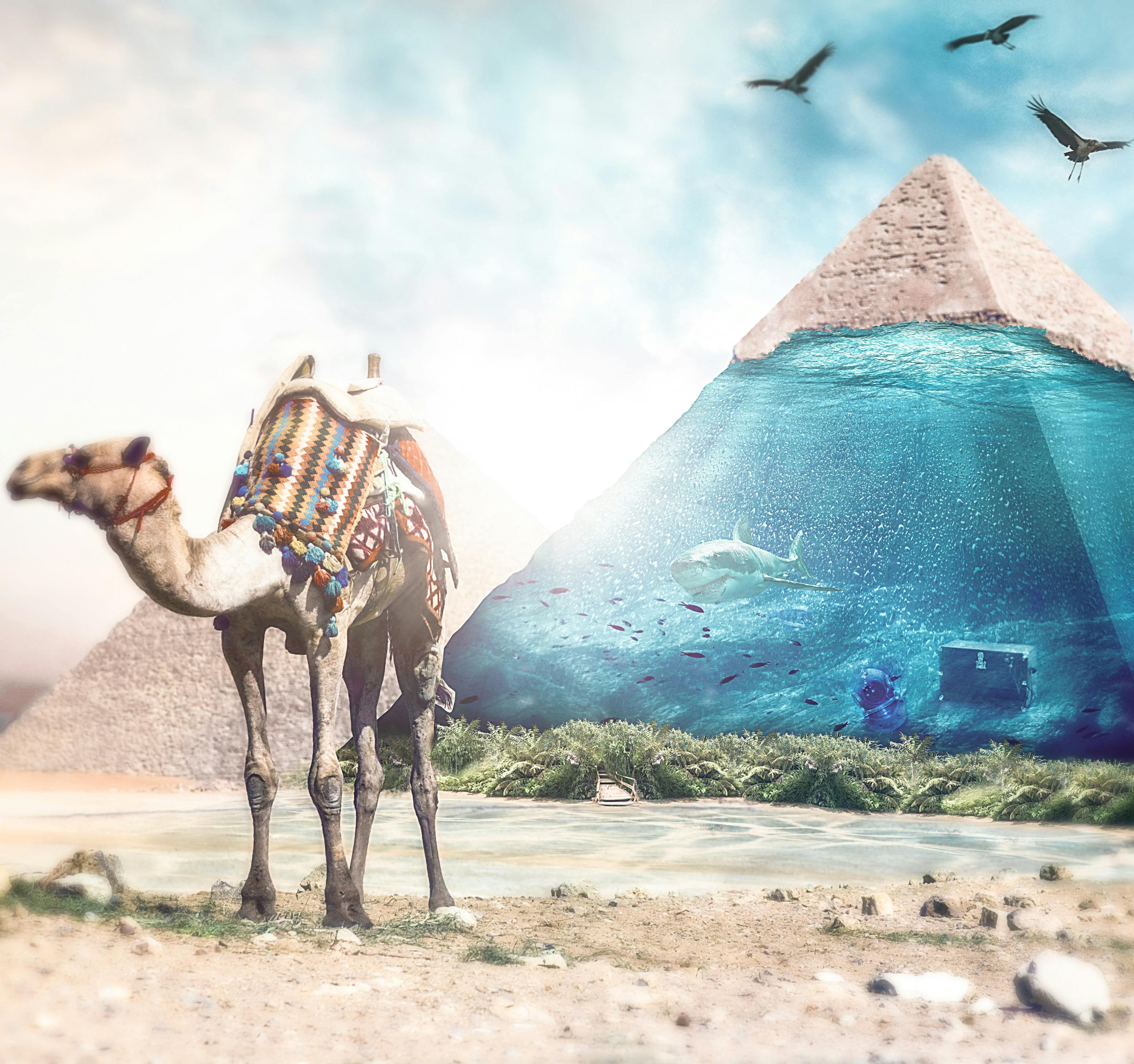 free stock photo of digital art photomanipulation photoshop photo manipulation free