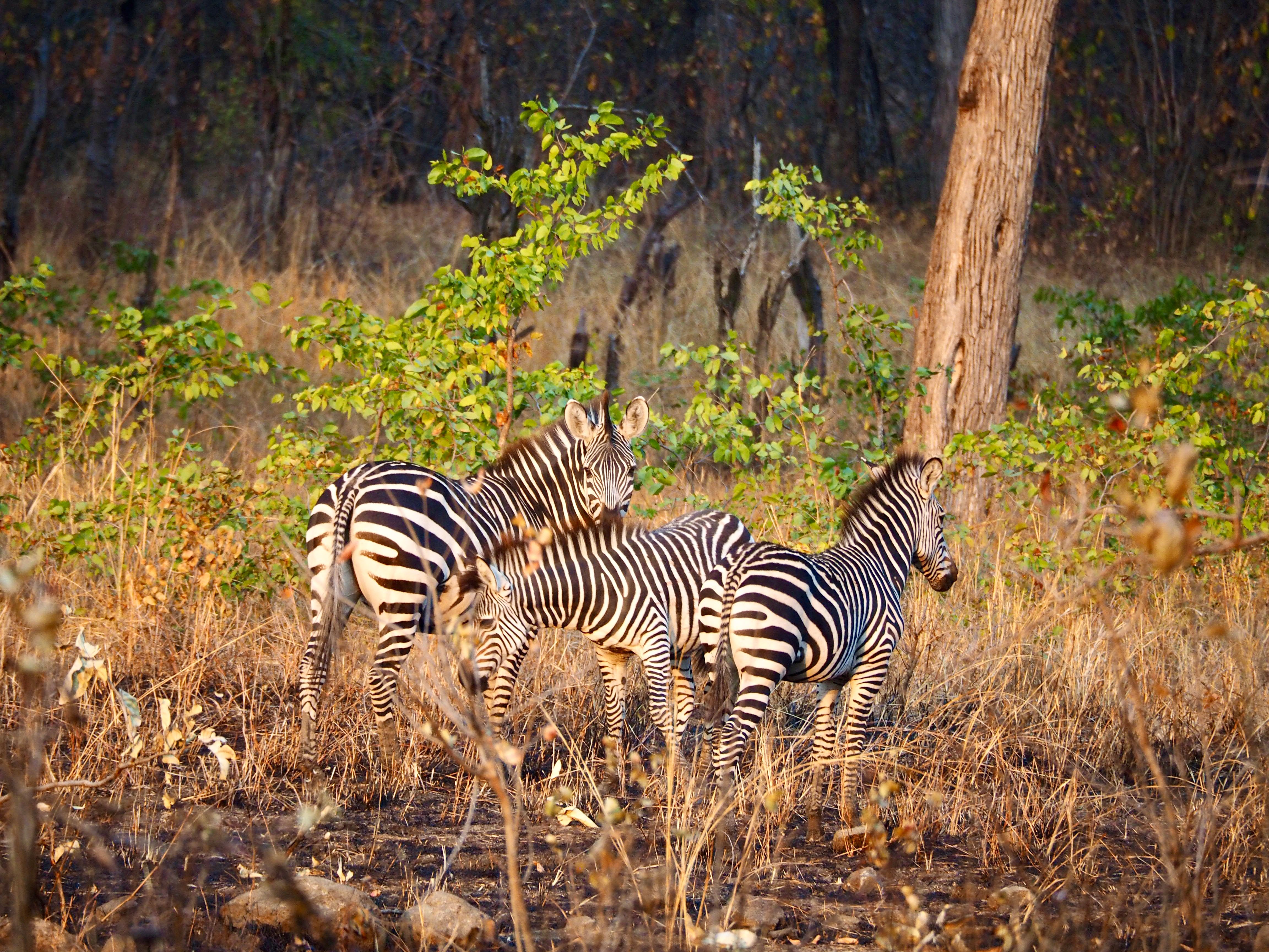 Three Zebras in Natural Habitat at Sunrise · Free Stock Photo