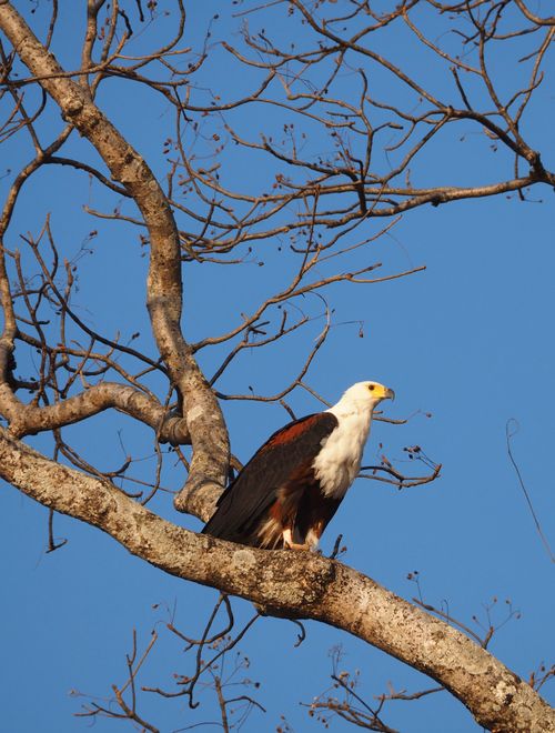 Free Majestic African Fish Eagle perched on a leafless tree against a clear blue sky. Stock Photo