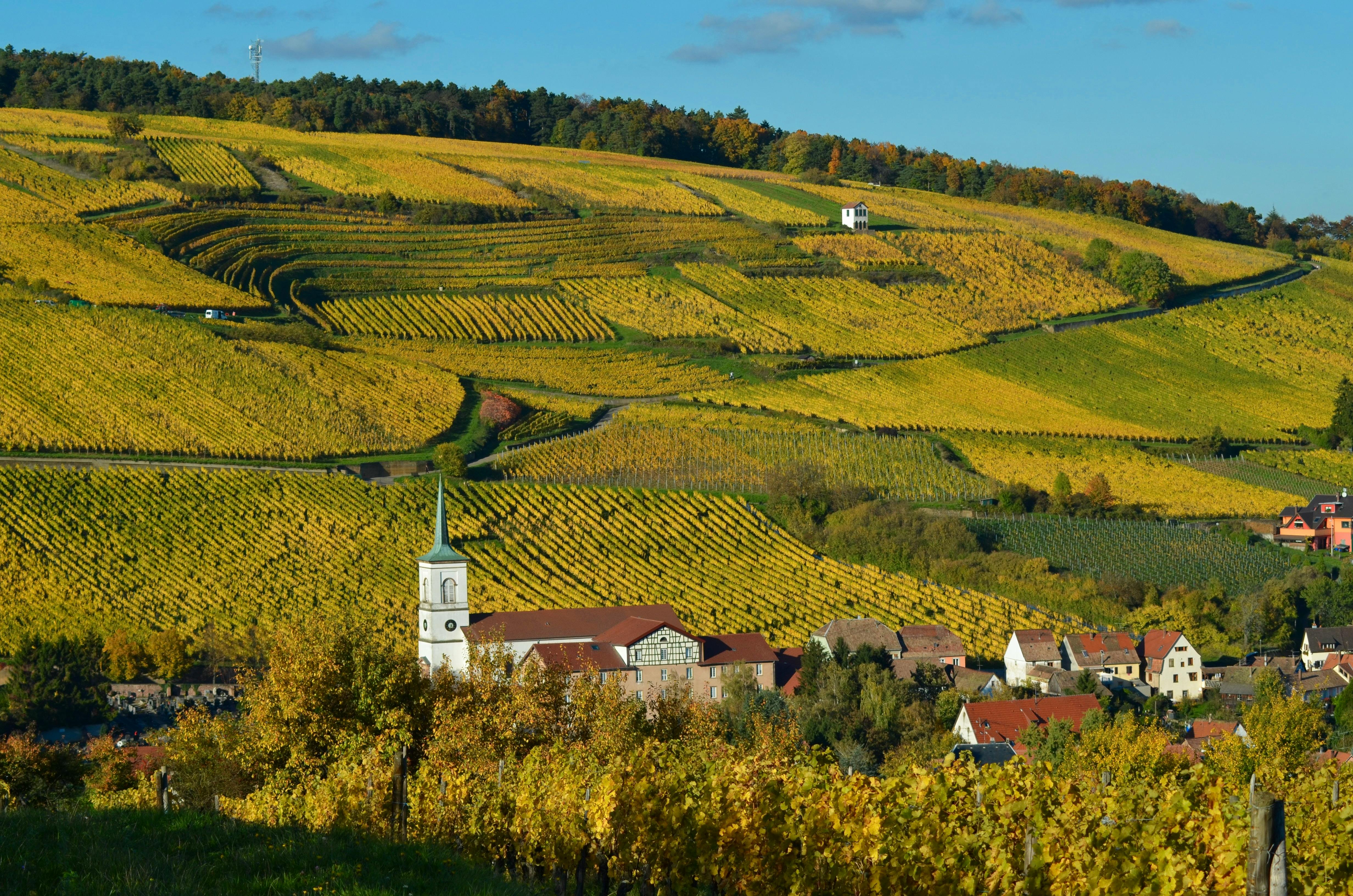 vineyard rows alsace wine region autumn harvest