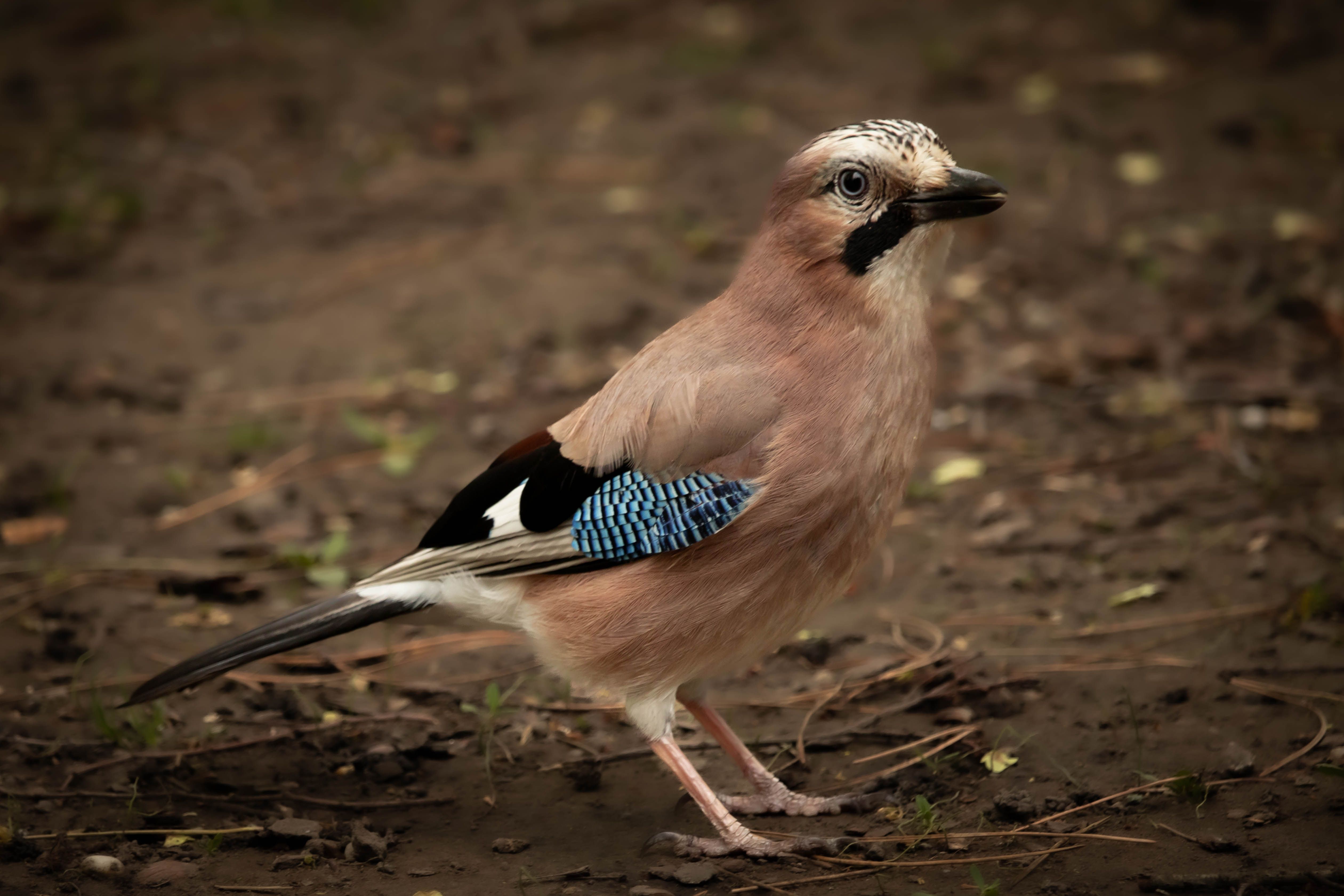 Close-up of a Eurasian Jay bird standing on forest ground.