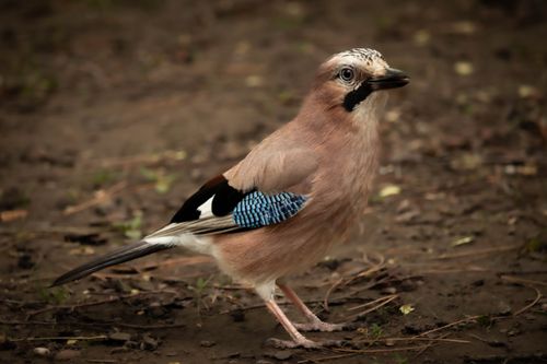 Free Close-up of a Eurasian Jay bird standing on forest ground. Stock Photo