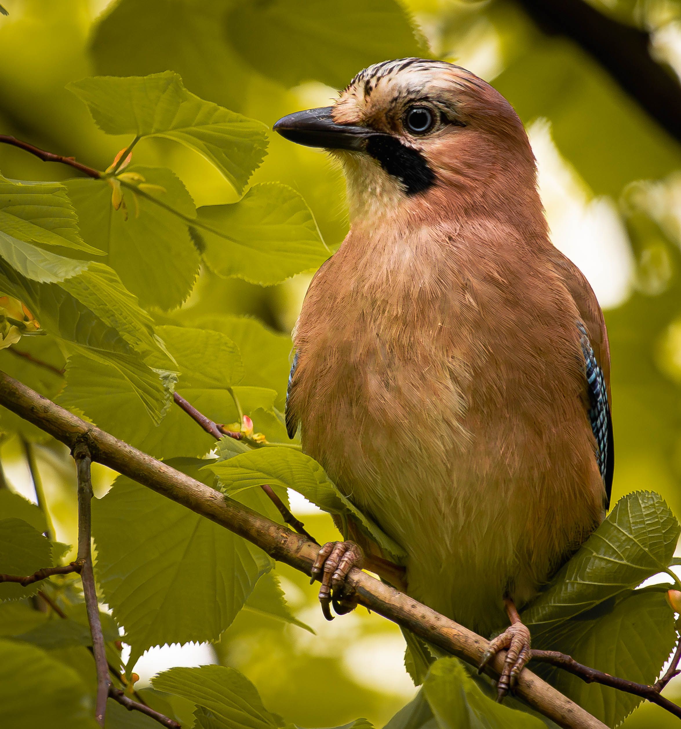 Close-up of an Eurasian Jay bird perched on a tree branch with green leaves.