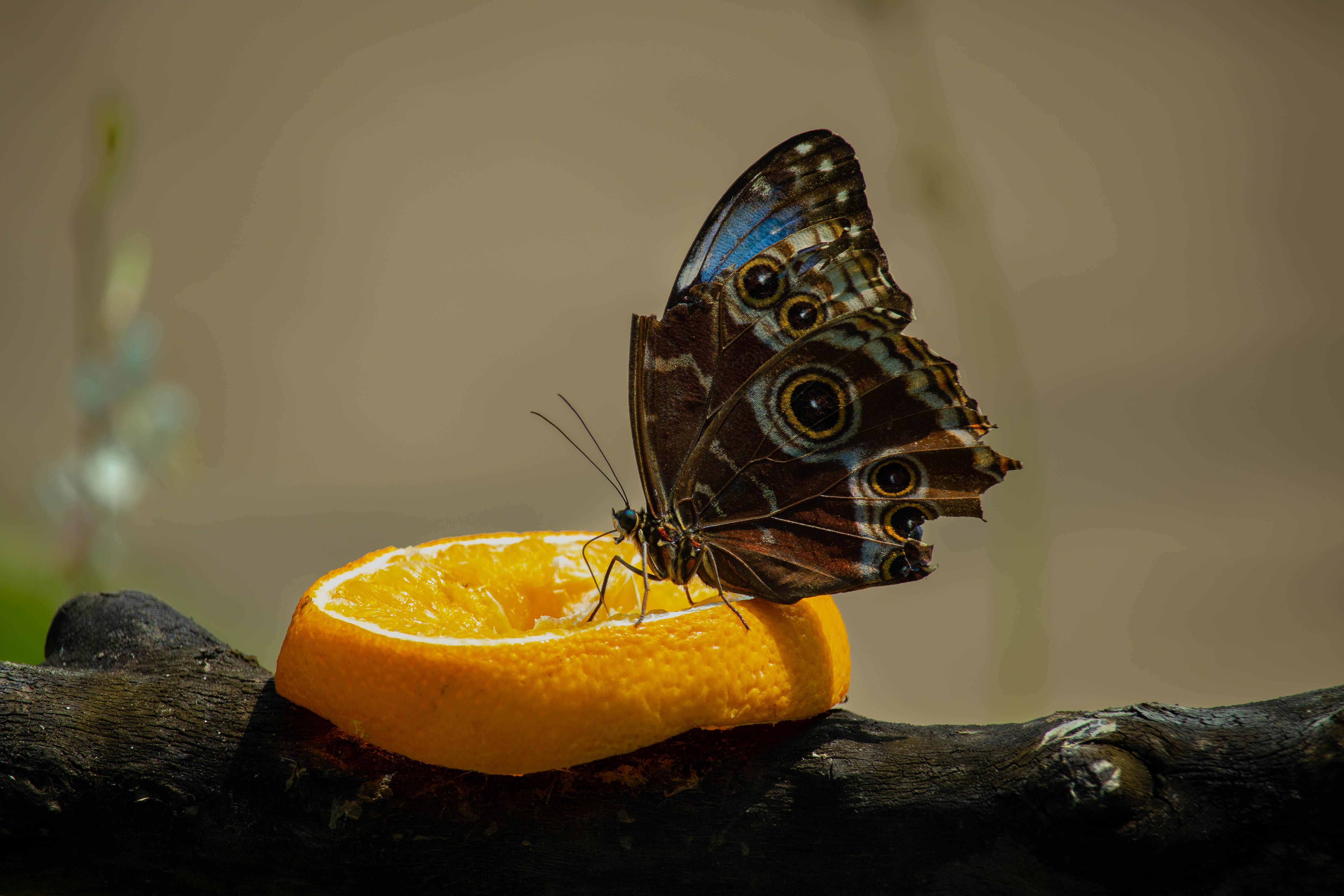 Butterfly Feeding Experience