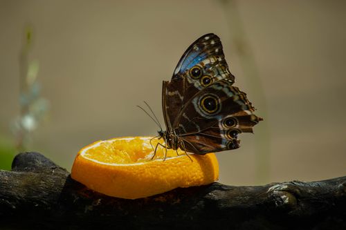 Free A detailed close-up of a Blue Morpho butterfly feeding on an orange slice outdoors. Stock Photo