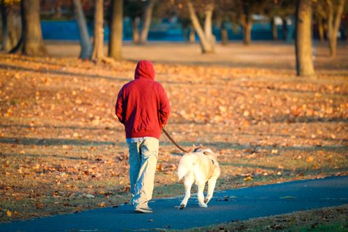 Free A person walks their dog on an autumn morning in Stamford park, Connecticut. Stock Photo