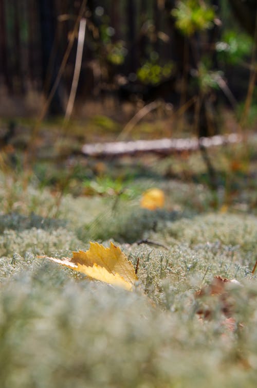 Free stock photo of autumn, forest, grass