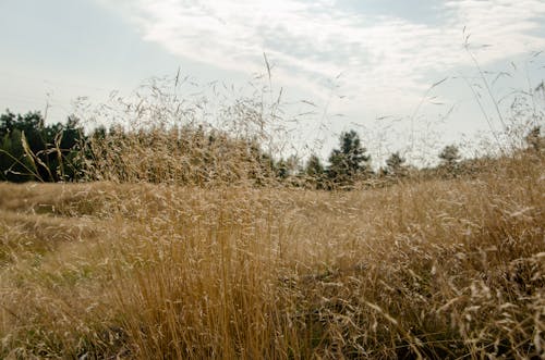 Free stock photo of autumn, forest, grass