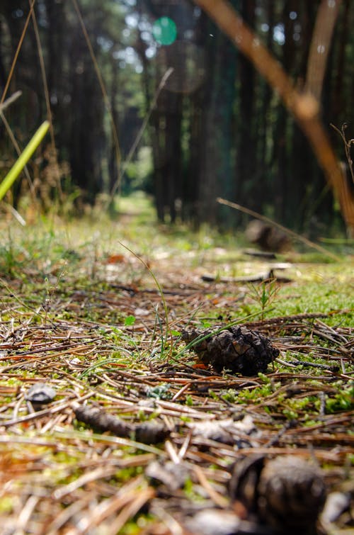 Free stock photo of autumn, forest, grass