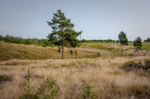 Free stock photo of autumn, forest, grass