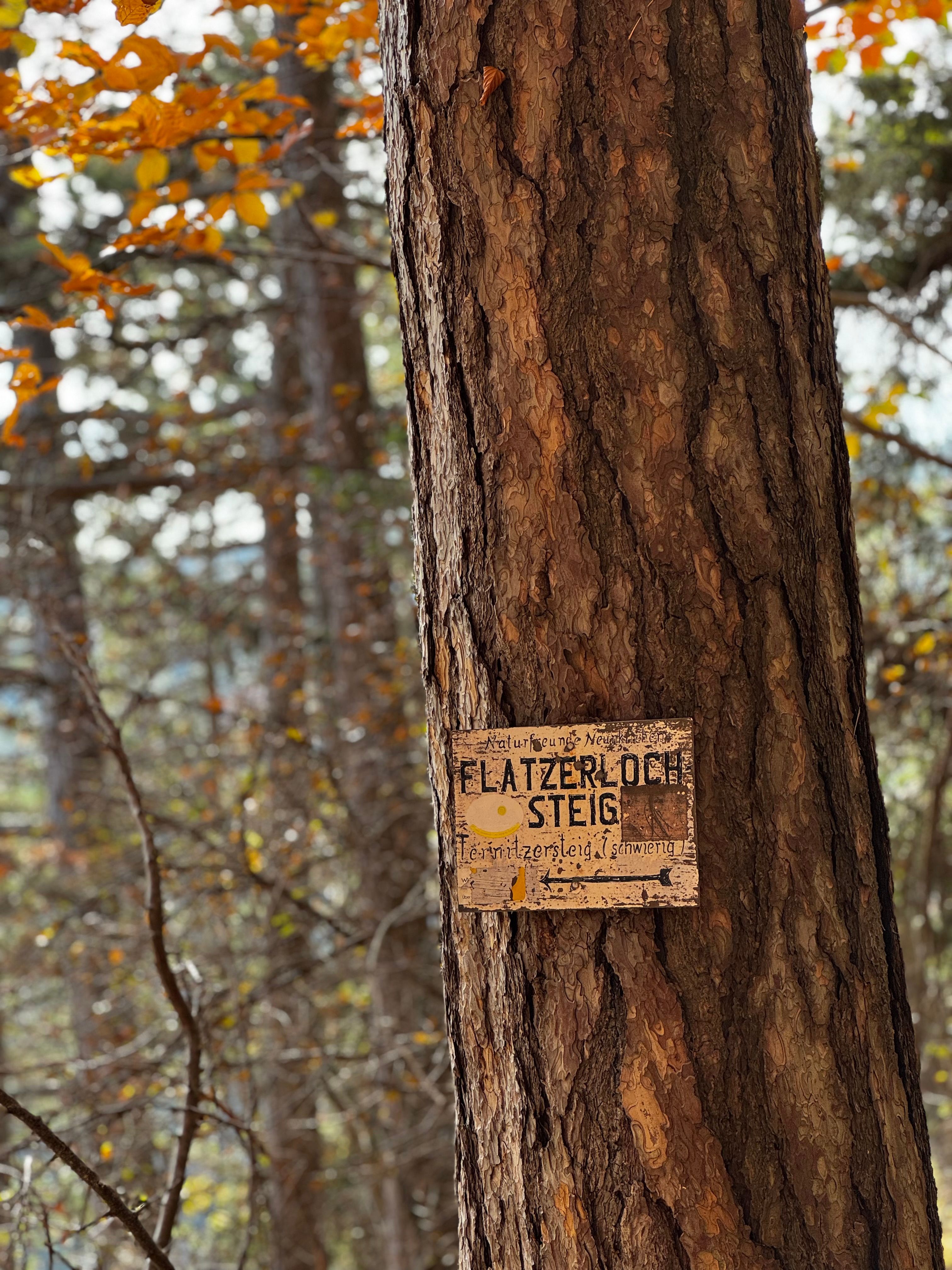 Rustic Forest Trail Sign on Tree Trunk · Free Stock Photo