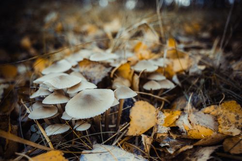 Free Close-up of wild mushrooms growing amidst fallen autumn leaves in a forest setting. Stock Photo