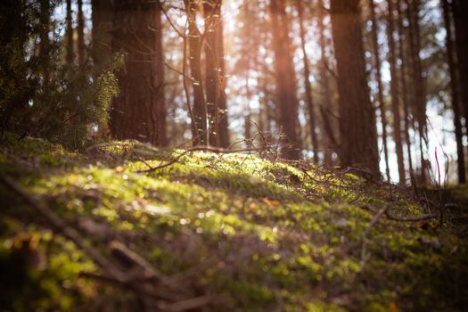 Sunlight streaming through a serene forest creates a tranquil and lush atmosphere.