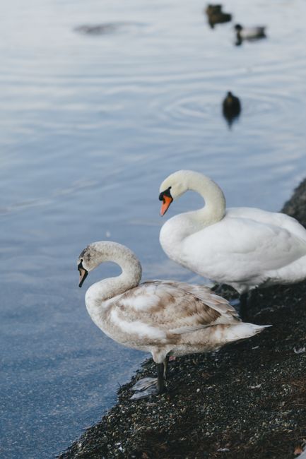 A pair of swans standing by a calm lake shore, exhibiting grace and beauty.
