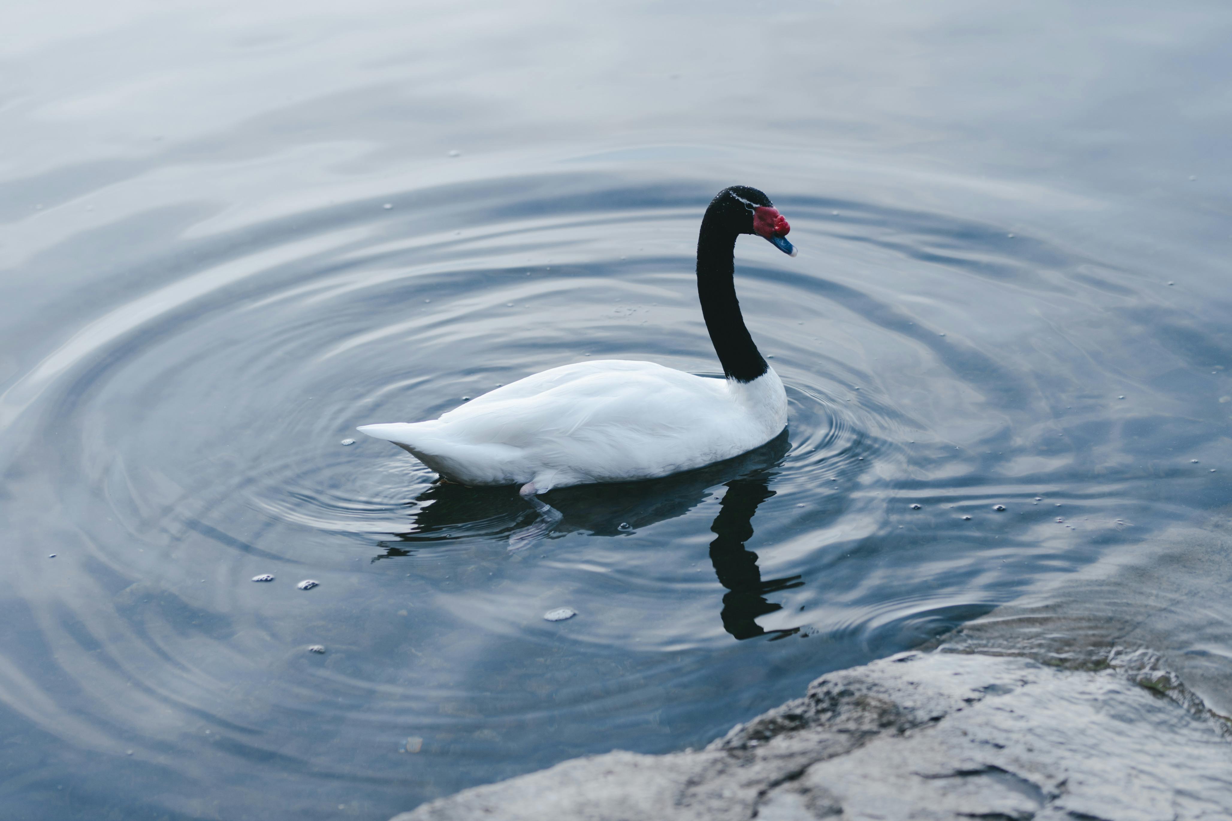 Elegant black-necked swan gracefully swimming on a peaceful lake.