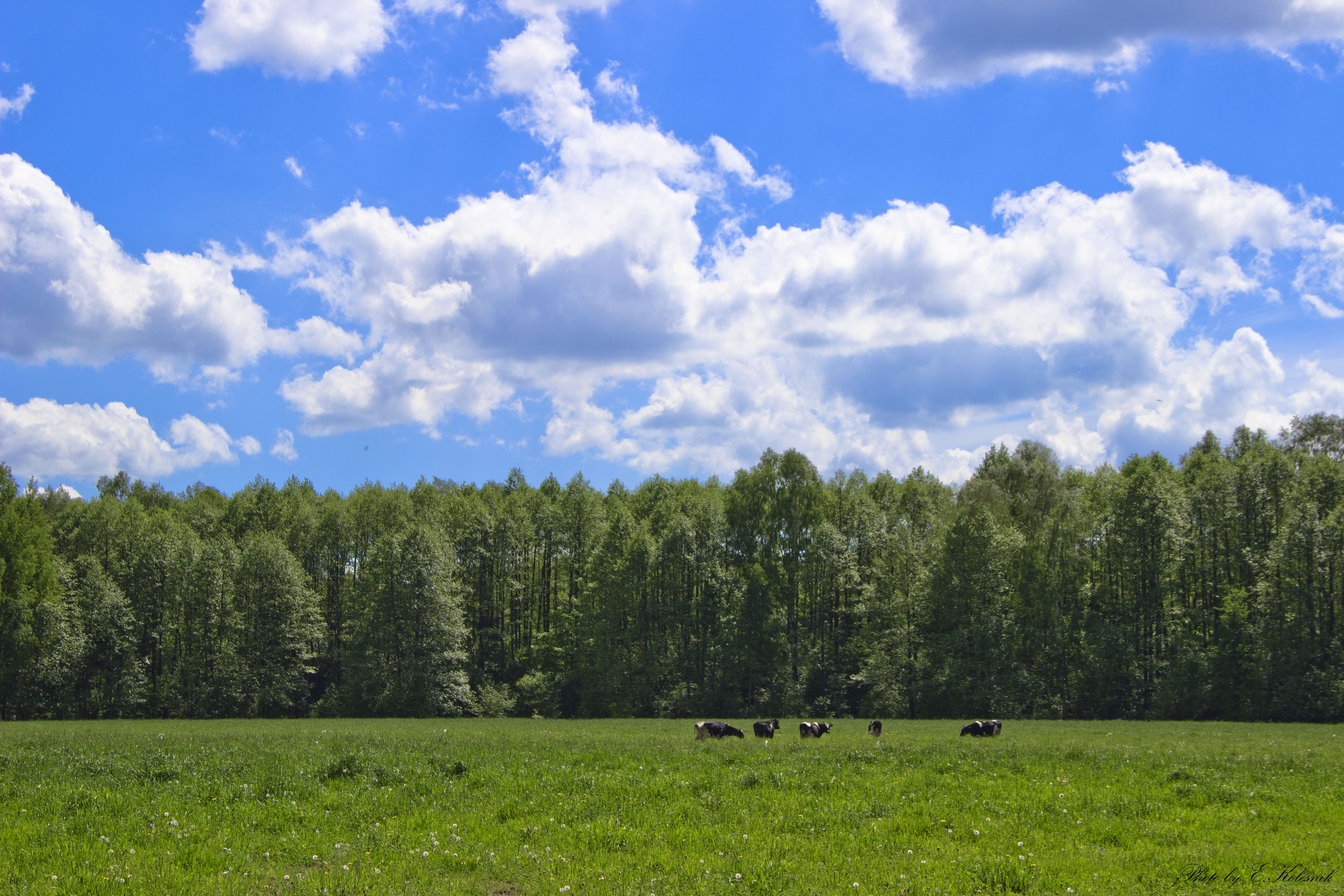 Idyllic Countryside Pasture with Grazing Cows · Free Stock Photo