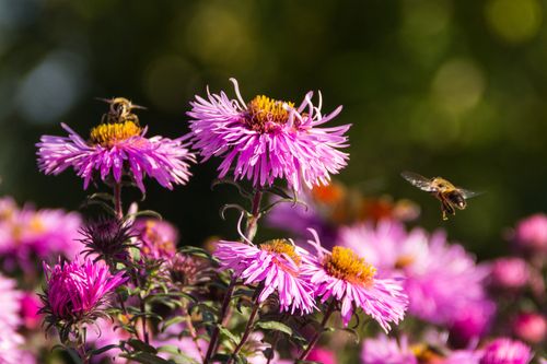 Free Bright pink aster flowers in bloom with bees hovering around them, showcasing nature's beauty. Stock Photo