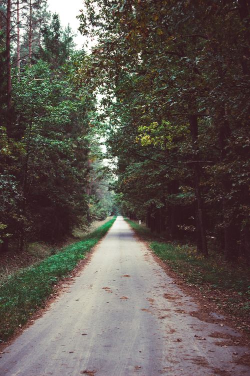 Free Peaceful empty road surrounded by lush green forest trees in autumn. Stock Photo