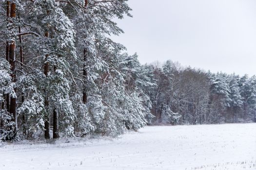 A tranquil snow-covered forest edge with pine trees on a calm winter day.