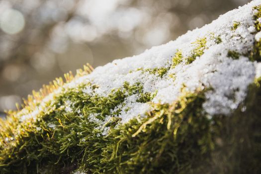 Detailed view of green moss partially covered in snow, highlighting nature's contrast.