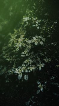 A detailed view of aquatic plants in a green-hued pond, creating a serene natural pattern.