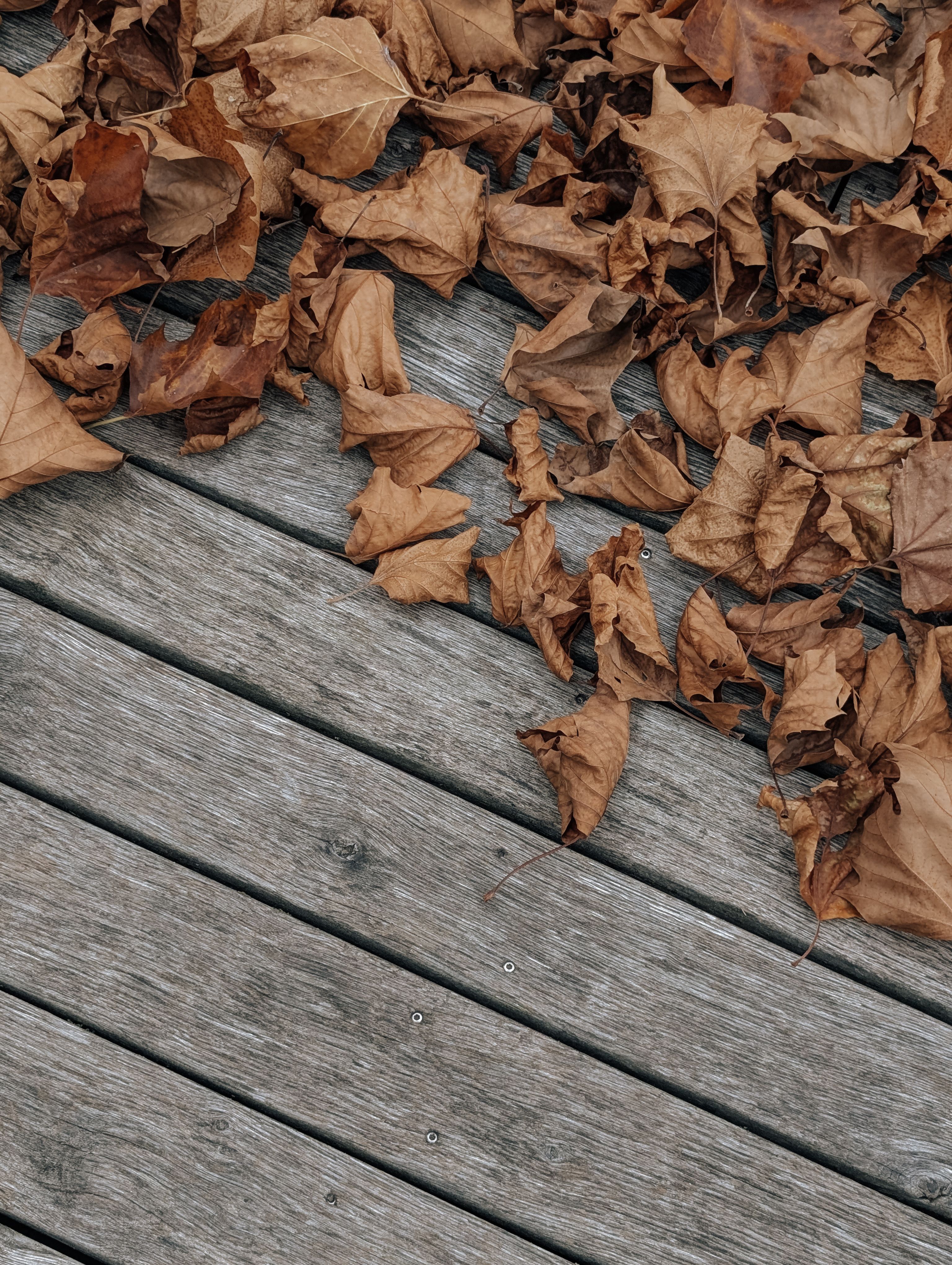 Dry autumn leaves scattered on a wooden deck. Natural rustic texture.