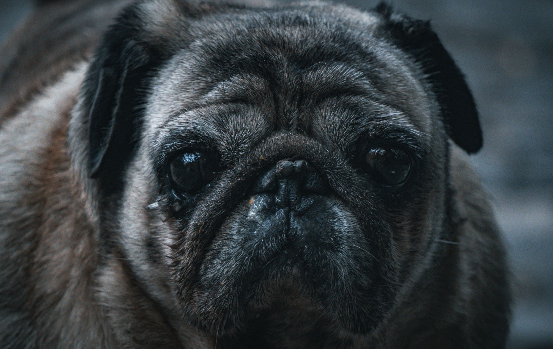 A detailed close-up of a pug showcasing its expressive face and wrinkles in a dark setting.