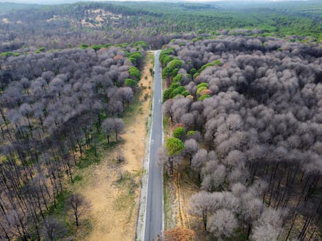 Aerial shot of pine forests in Nefza, Tunisia displaying lush greens and a dividing road.