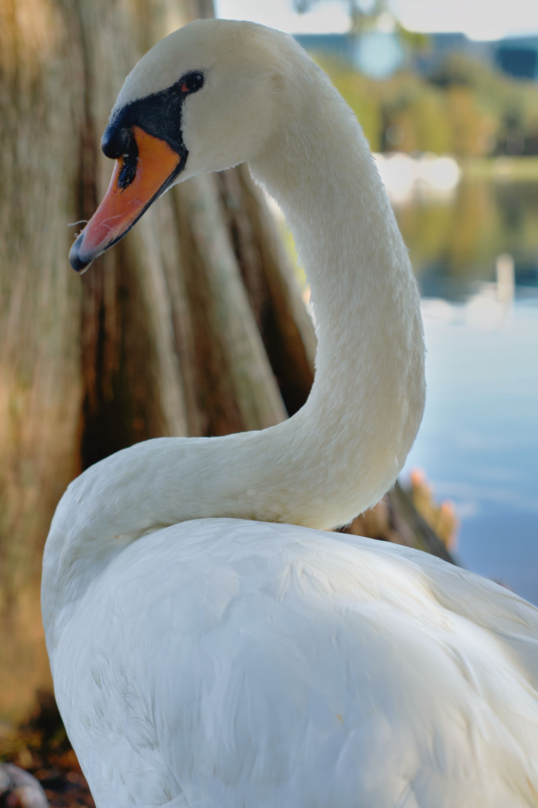 Graceful swan beside a tranquil lake, reflecting elegance in nature's beauty.