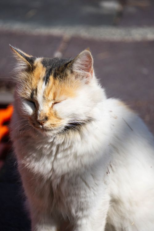 Free A tranquil calico cat basks in sunlight outdoors, capturing a serene moment. Stock Photo