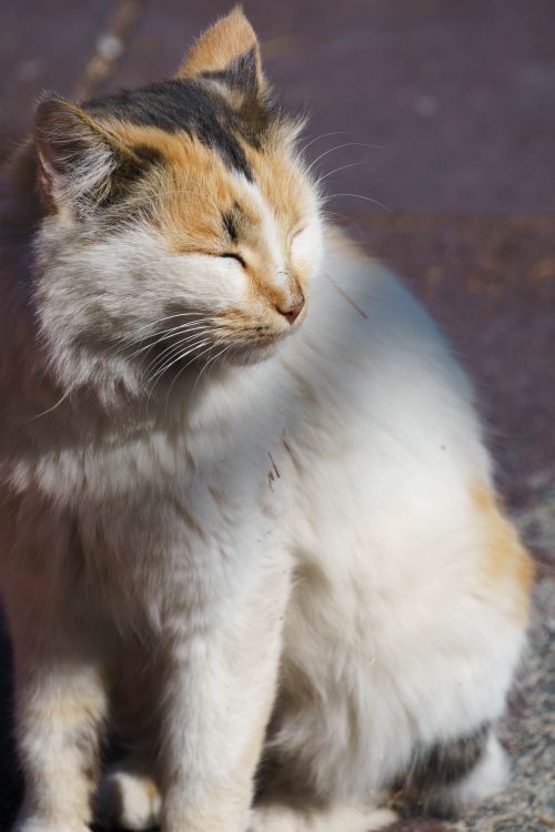Free A serene calico cat enjoys the warmth of the sun in a quiet Ankara street. Stock Photo