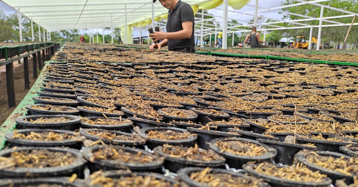Estrategias de innovación y exportación en la agroindustria de Nueva Segovia
