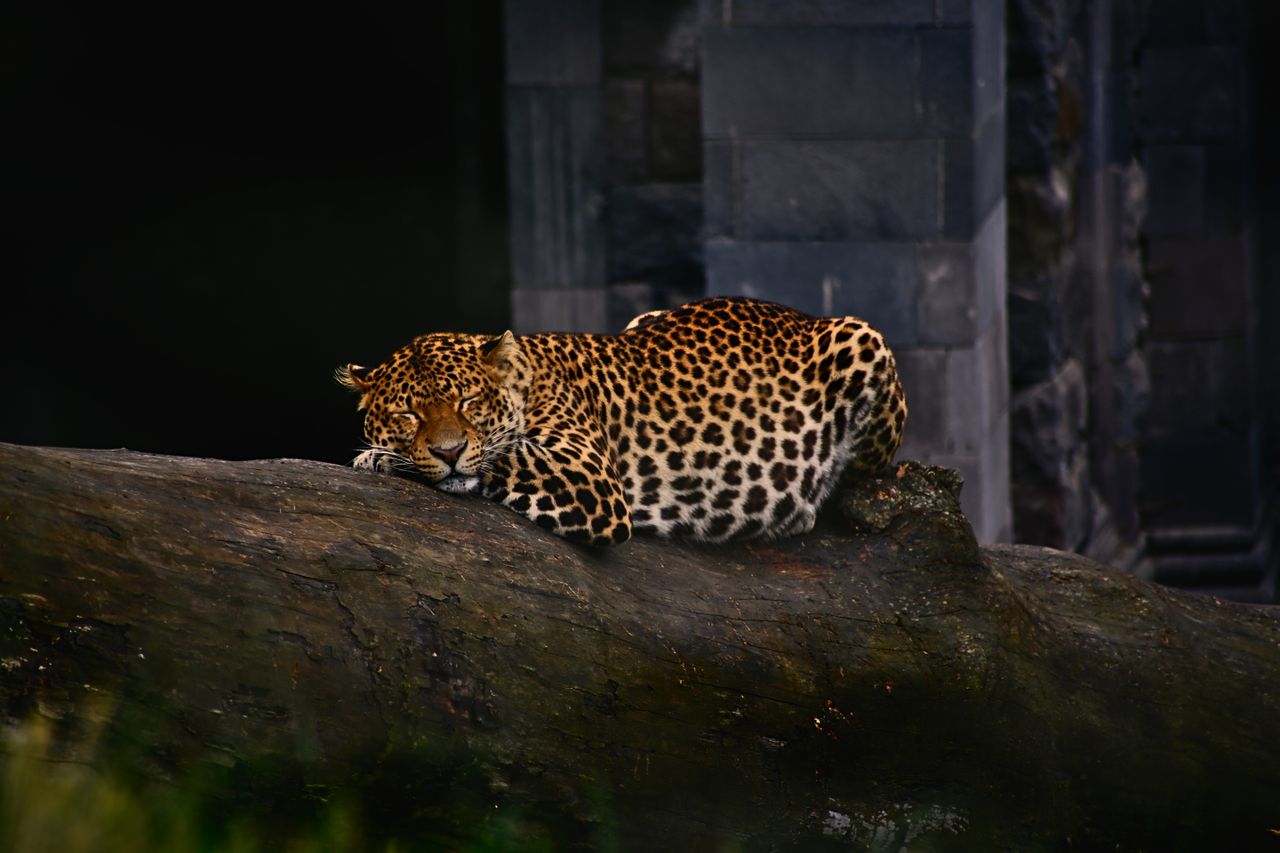 a peaceful leopard rests on a tree trunk showcasing its unique spotted