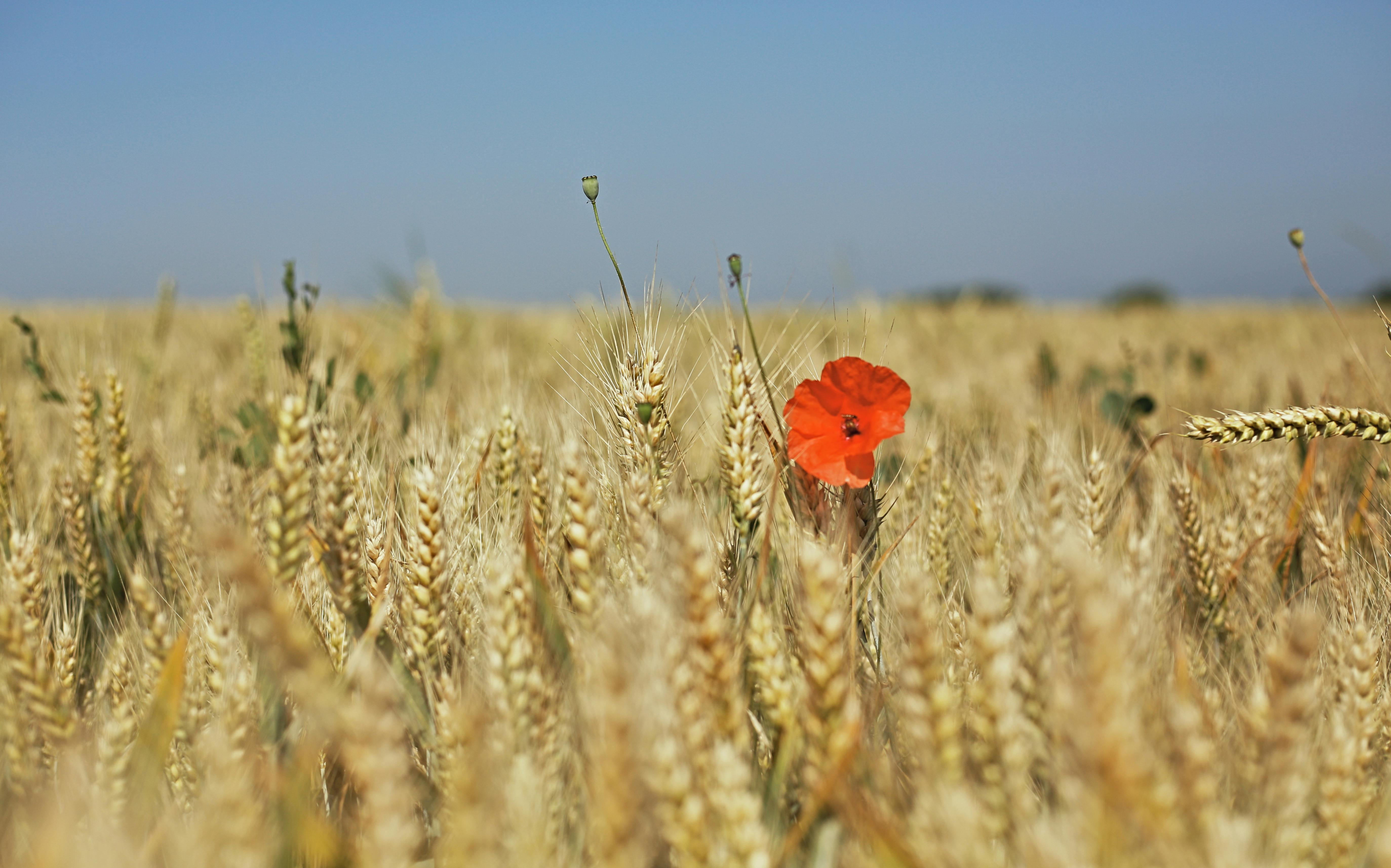 Gorni · Фотографія