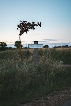黄昏时分，英国乡村国王葡萄园岛标志性的宁静景色中，有一棵小树苗