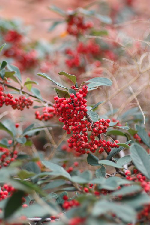 Free Close-up of vibrant red berries on a lush green branch outdoors. Perfect for nature themes. Stock Photo