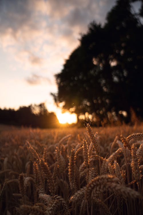 Gratis lagerfoto af græs, hvede, hvedemark