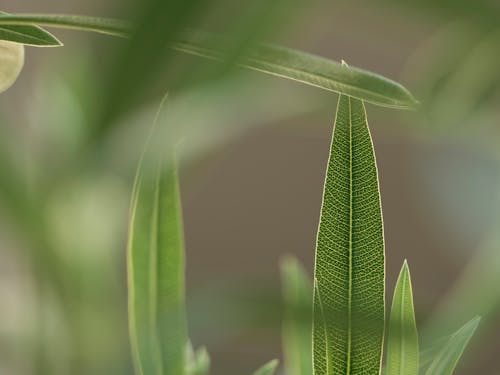 Выборочный фокус фото зеленых листьев