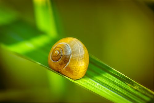 Free Detailed shot of a snail shell resting on a vibrant green leaf in a natural setting. Stock Photo