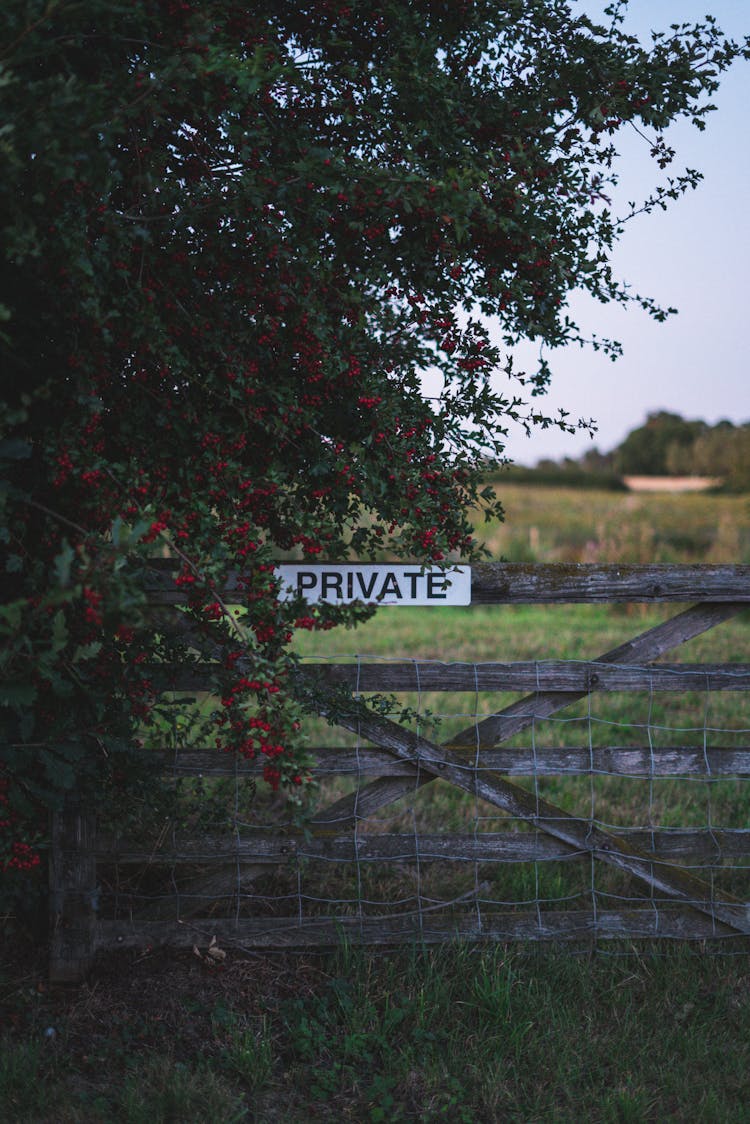 A Flowering Tree  Beside A Wooden Fence