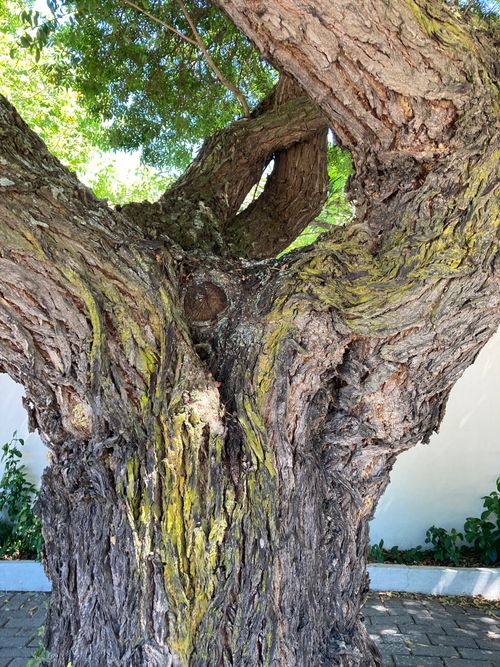 Free Wise Tree Stock Photo