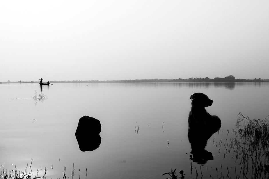 Person sitting by a calm lake with a dog — not everyone is a suitable candidate for ibogaine; cardiac and psychiatric contraindications are absolute