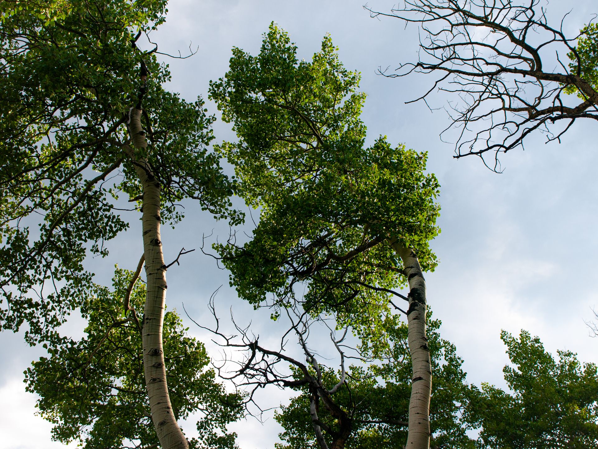 Aspen in The Wind