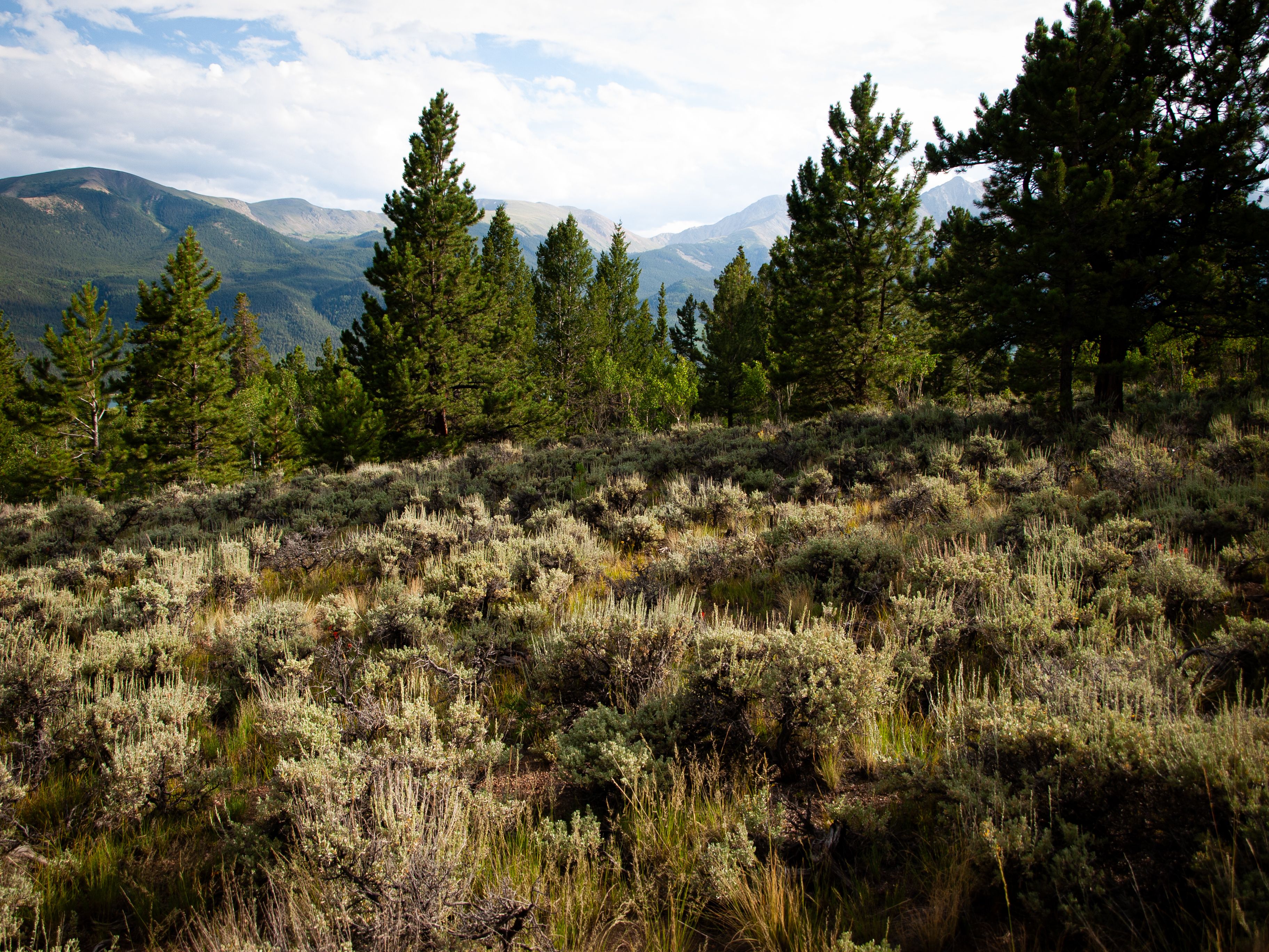 Beautiful view of pine trees and mountains in Twin Lakes, Colorado.