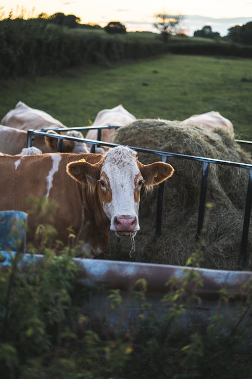 Free Photo of a Cattle Stock Photo