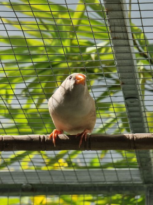 Free A zebra finch perched on a branch inside a mesh-enclosed aviary with tropical foliage. Stock Photo