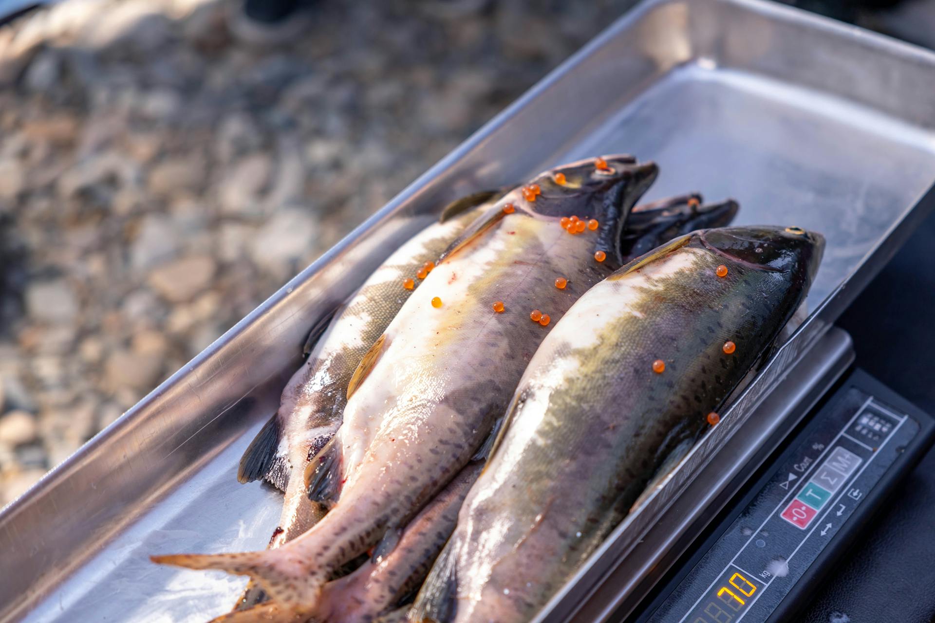 Raw salmon and trout with roe, placed on a digital scale outdoors, ideal for fisheries and culinary imagery.