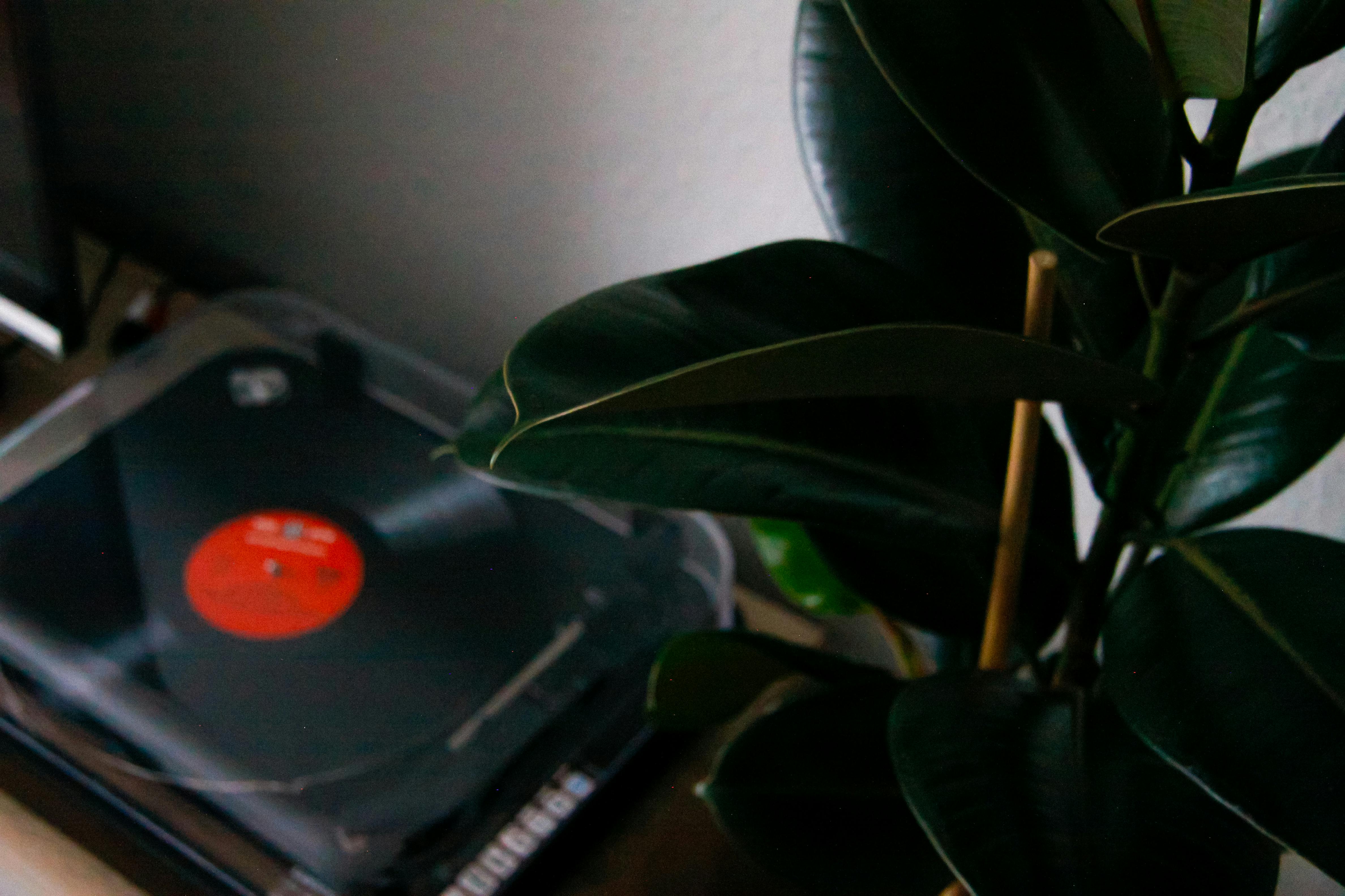 grátis Toca Discos De Vinil Com Planta De Borracha Foto profissional