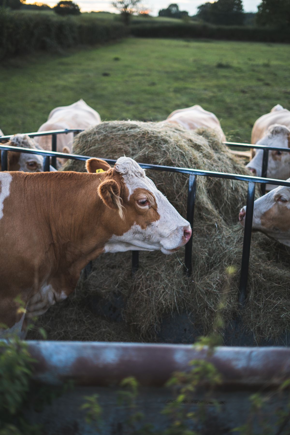 Stock photograph of cattle feeding outdoors