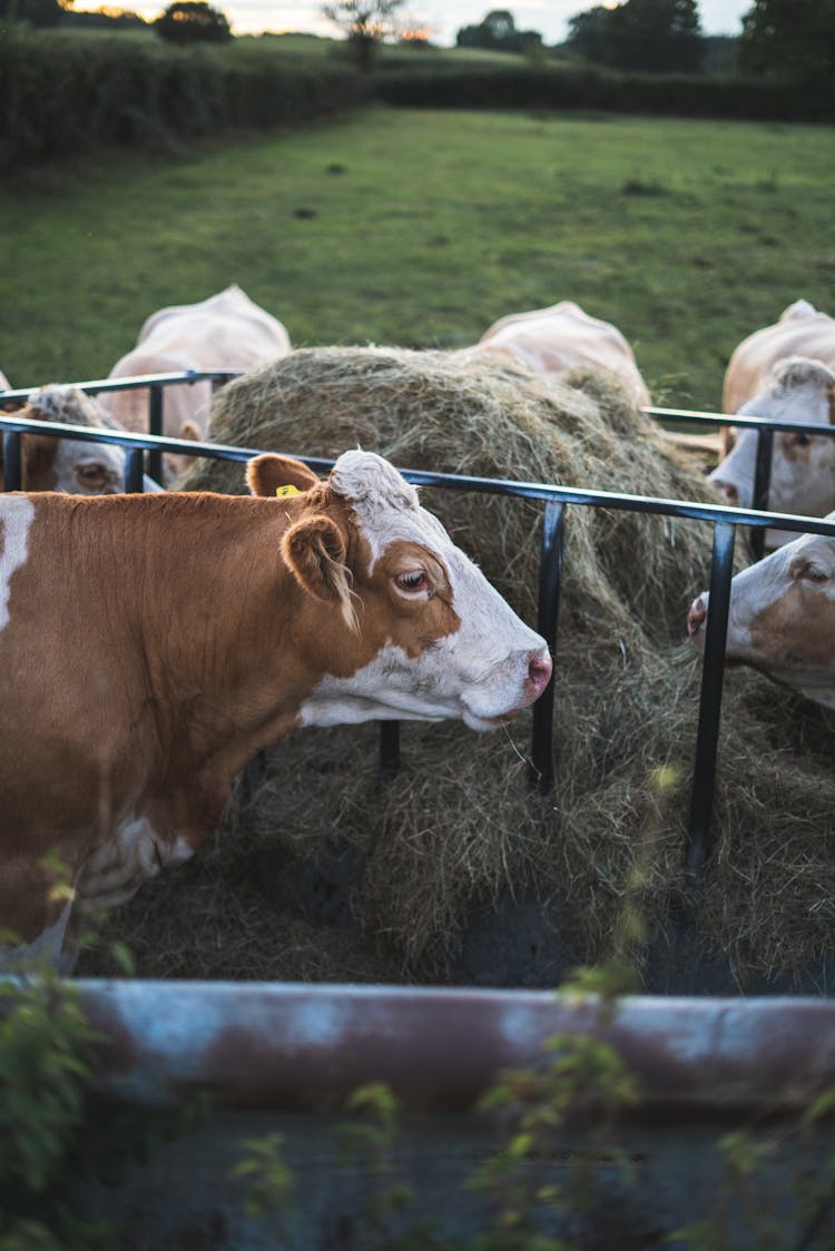 Herd Of Cows